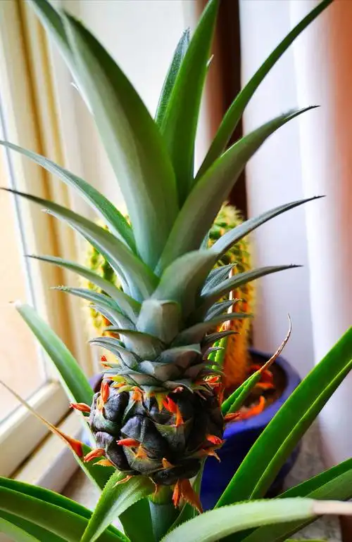 盆栽菠萝结果喽