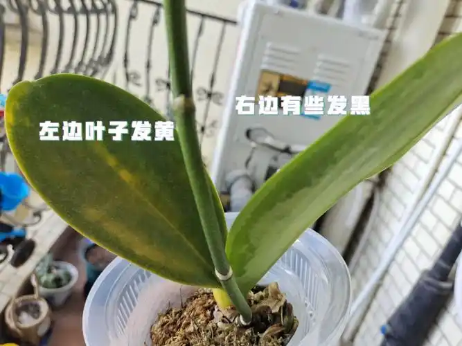 蝴蝶兰叶子发黄发黑怎么办啊
