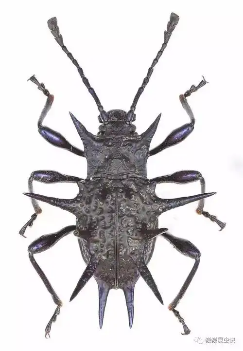 虫研捷报我国学者发表2个伪瓢虫新种