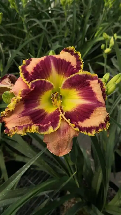 大花萱草新品种即将盛开