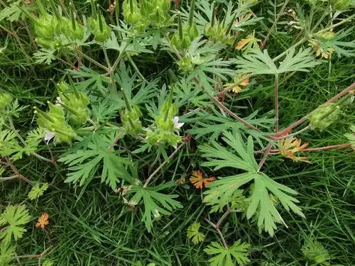 老鹳草全株 叶形 掌状分裂