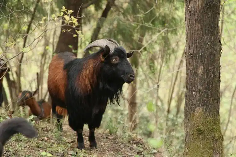 想在农村养南江黄羊赚钱 这些问题你要知道