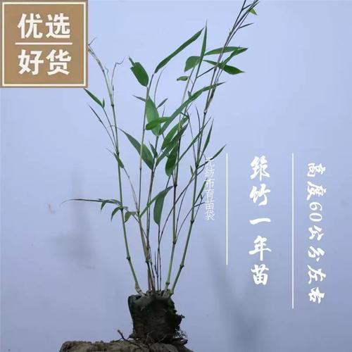 速发筇竹苗算盘竹盆栽办公阳庭院绿化艺术盆景观赏名x贵竹种室台