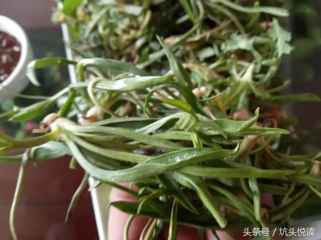 这种野菜在当地俗称"阳沟菜",是盐碱地中特有的一种野菜,属于野菜中的
