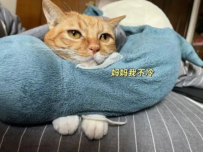 法宝:妈妈快点拍#橘猫  #我家宠物好可爱