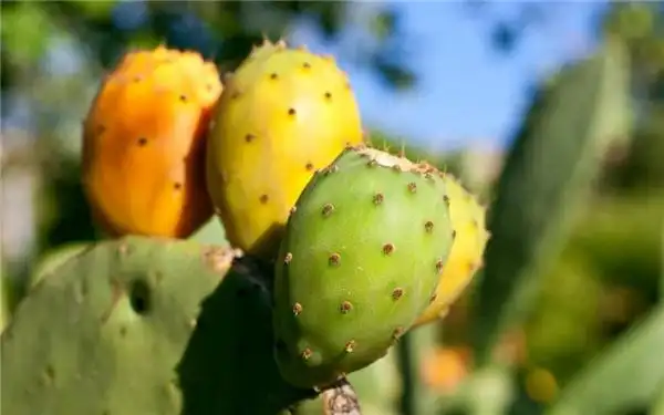 41种不常见的罕见水果图片和名字