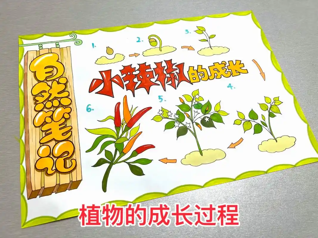 观察日记 植物的成长过程 自然笔记 辣椒.#自然笔记 #自然 - 抖音