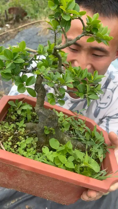 金弹子原生母桩矮霸