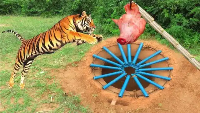 外国小哥自制陷阱抓老虎,本以为抓不到,第二天出乎所有人意料