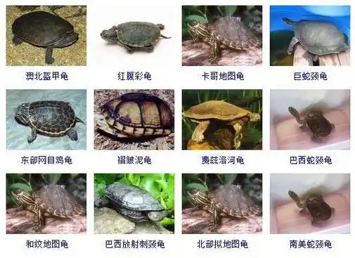 乌龟品种图鉴大全必须收藏