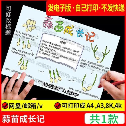 蒜苗大蒜成长观察日记植物生长记录自然笔记手抄报小学生电子版小