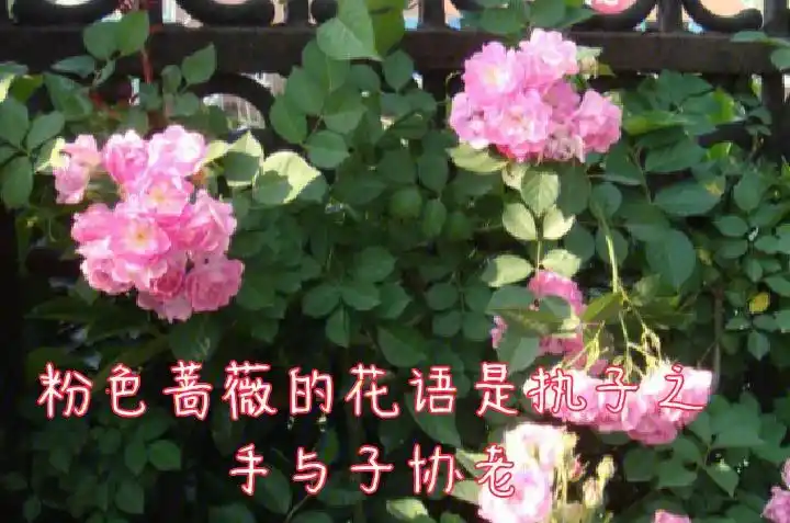 各色蔷薇花语