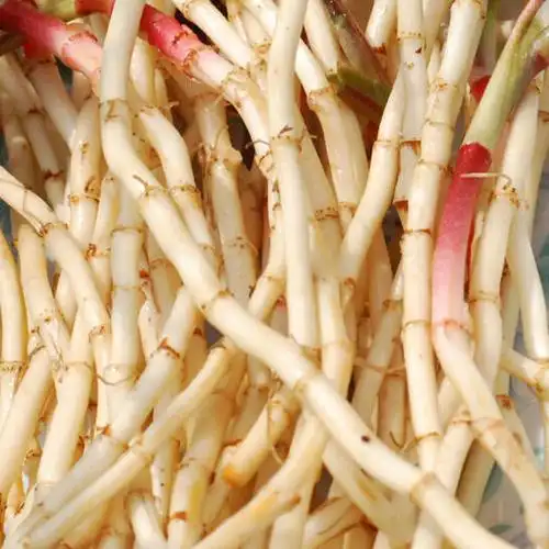 四川鱼腥草折耳根 新鲜现挖 脆嫩爽口 - 善一集