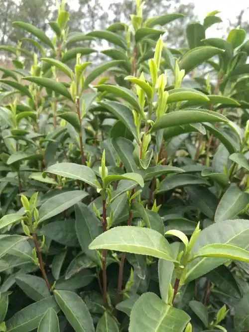 手工挑选的春季高品质着名的高级安吉白茶