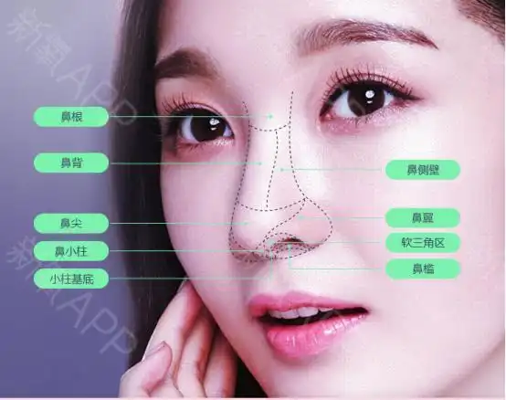 首先:一张图告诉你一个鼻子有哪些部位划分