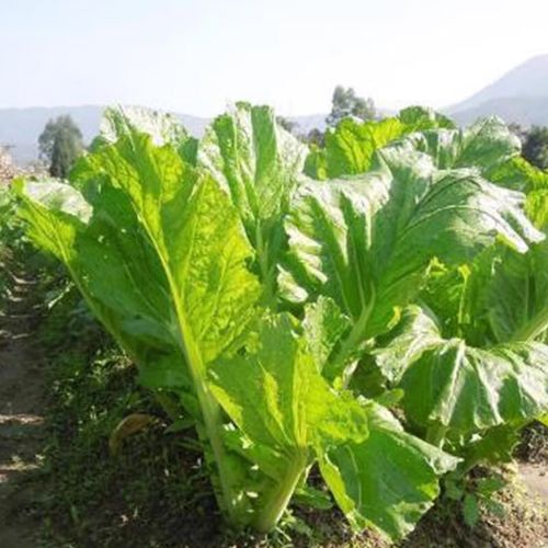 长耕温州芥菜种子大全小青菜种籽叶用芥菜种孑泡菜秋四季高产蔬菜种籽