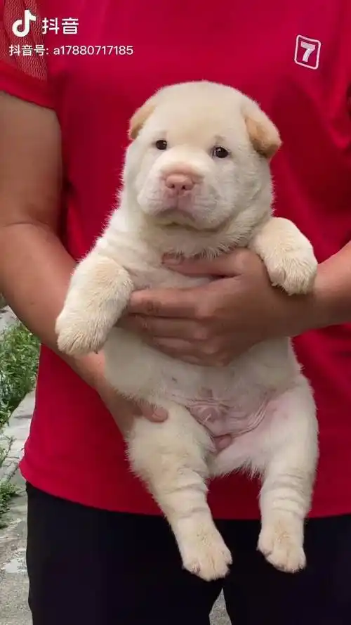 如此有喜感的狗狗竟是本土中频临消失的潮汕大头犬不缺少优秀的犬种缺