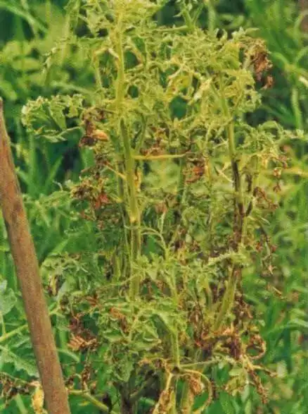 西红柿病毒病全解