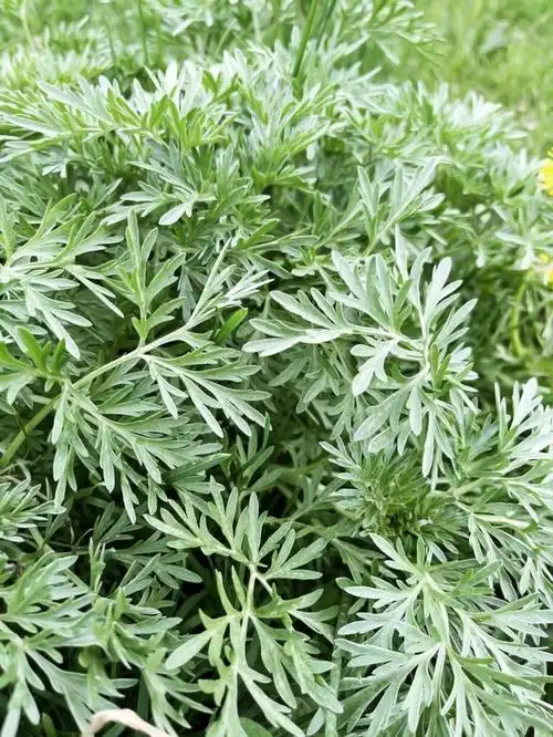 艾草,一种古老而神奇的植物,自古以来就在我国的传统医学和日常生活中