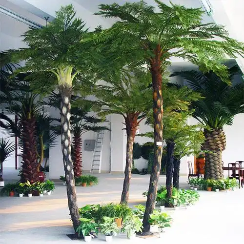 神圣的桫椤树植物之王桫椤树的药用价值