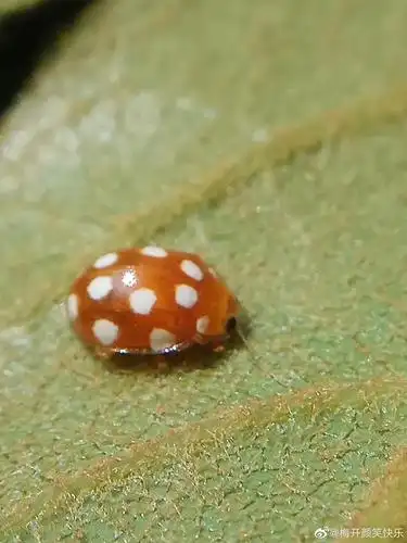 十二斑褐菌瓢虫:鞘翅目瓢虫科褐菌瓢虫属昆虫.