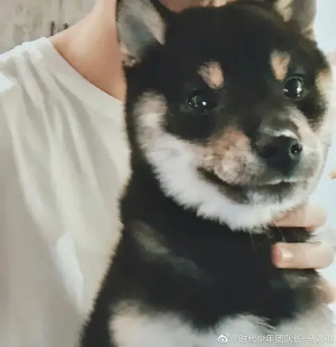 海父的狗能和天团54的vivi联姻迈?