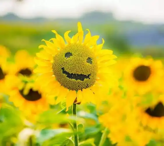 每天开心,不负韶光.