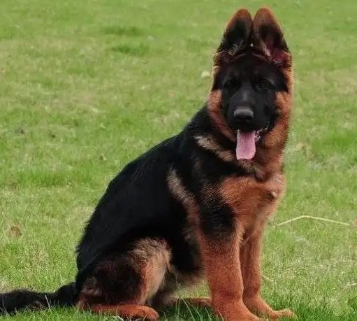 纯种赛级德牧犬锤系德国牧羊犬幼犬出售弓背黑背警犬宠物狗狗活体