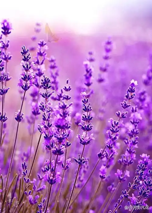 薰衣草,宁静的紫