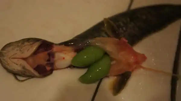 鱼胆:生吞 煮熟 泡酒喝都含毒