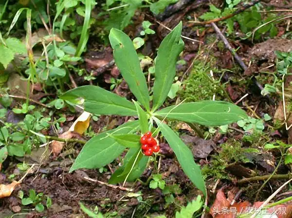 植物云南白药草的图片