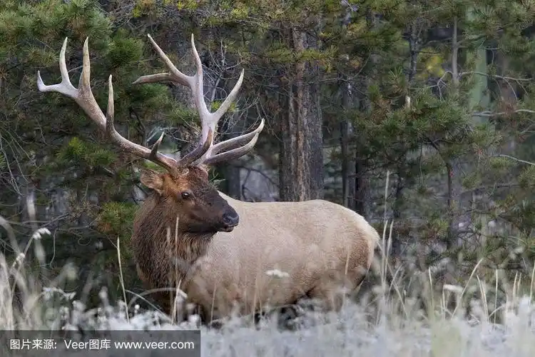 森林中有巨大鹿角的大型麋鹿