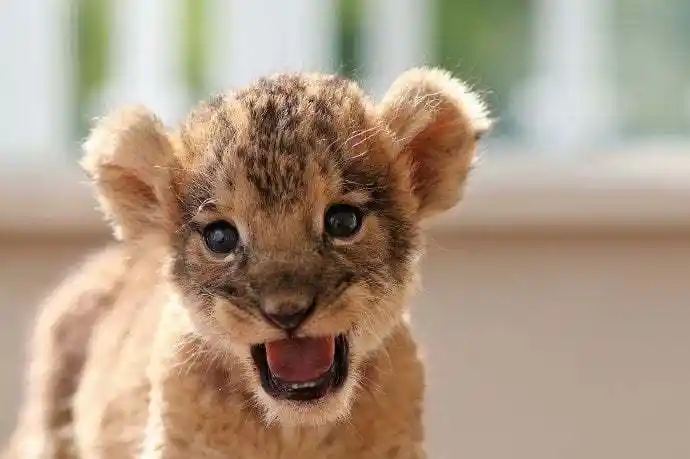 好呆萌的小狮子zt