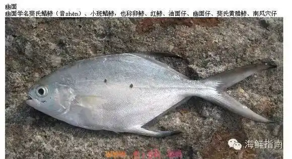 常见海水鱼类图谱大全