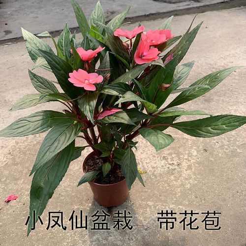 凤仙花盆栽带花苞室内指甲花阳台四季开花植物花苗新几内亚凤仙花