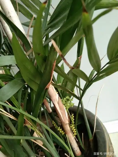 你知道凤尾竹什么情况下会开花吗?