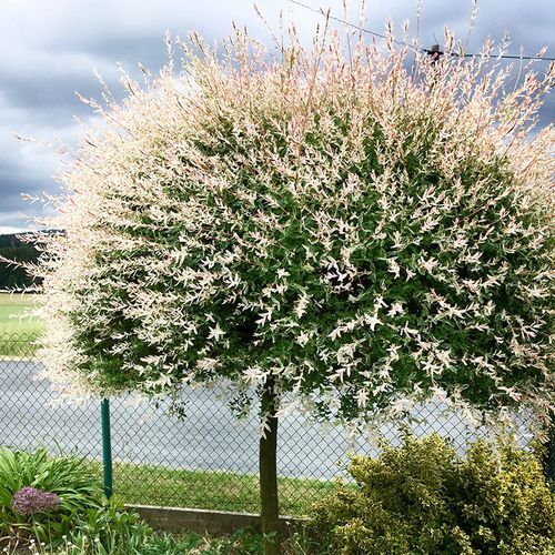 惠惠的花园 花叶杞柳盆栽耐寒耐热耐