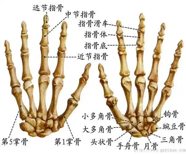 详情介绍 本图册为运动系统-骨图片 上一个: 解剖绪论 下一个: 骨骼肌