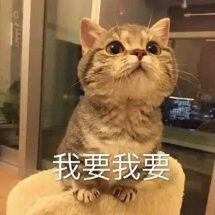 要不要举高高 喵喵喵 - 永远楼楼表情包