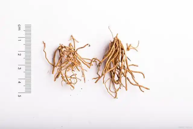 每日一味中药徐长卿不仅药名好听止痛效果也不错