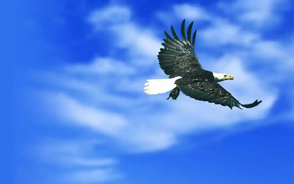 精选一组雄鹰展翅高清壁纸.