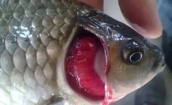 水产养殖中常见的车轮虫病如何预防和治疗