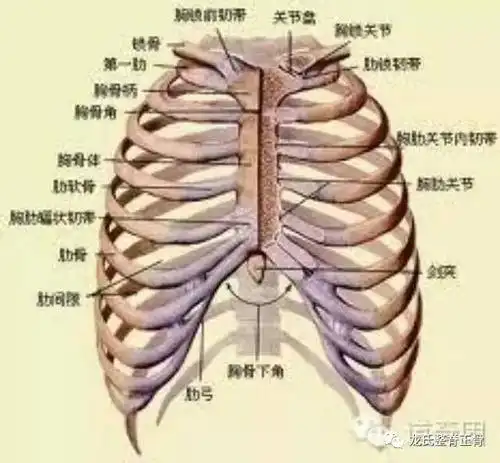 向后下方互相重叠如瓦盖状,故胸椎棘突与椎体的定位约相差一节