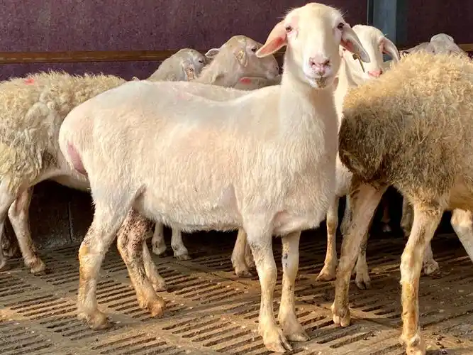 活体湖羊怀孕多胎孕母羊育肥羊养殖成年种羊小羊羔批发易养殖