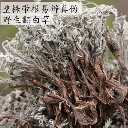 翻白草500克g  【整棵带根】天青地白 新晒干品 包邮批发