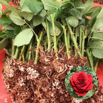 昆明斗南基地 观赏玫瑰苗批发 四季卡罗拉玫瑰花种苗 月季小苗