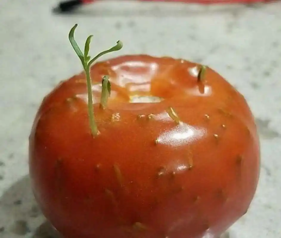 在番茄中发芽的种子.