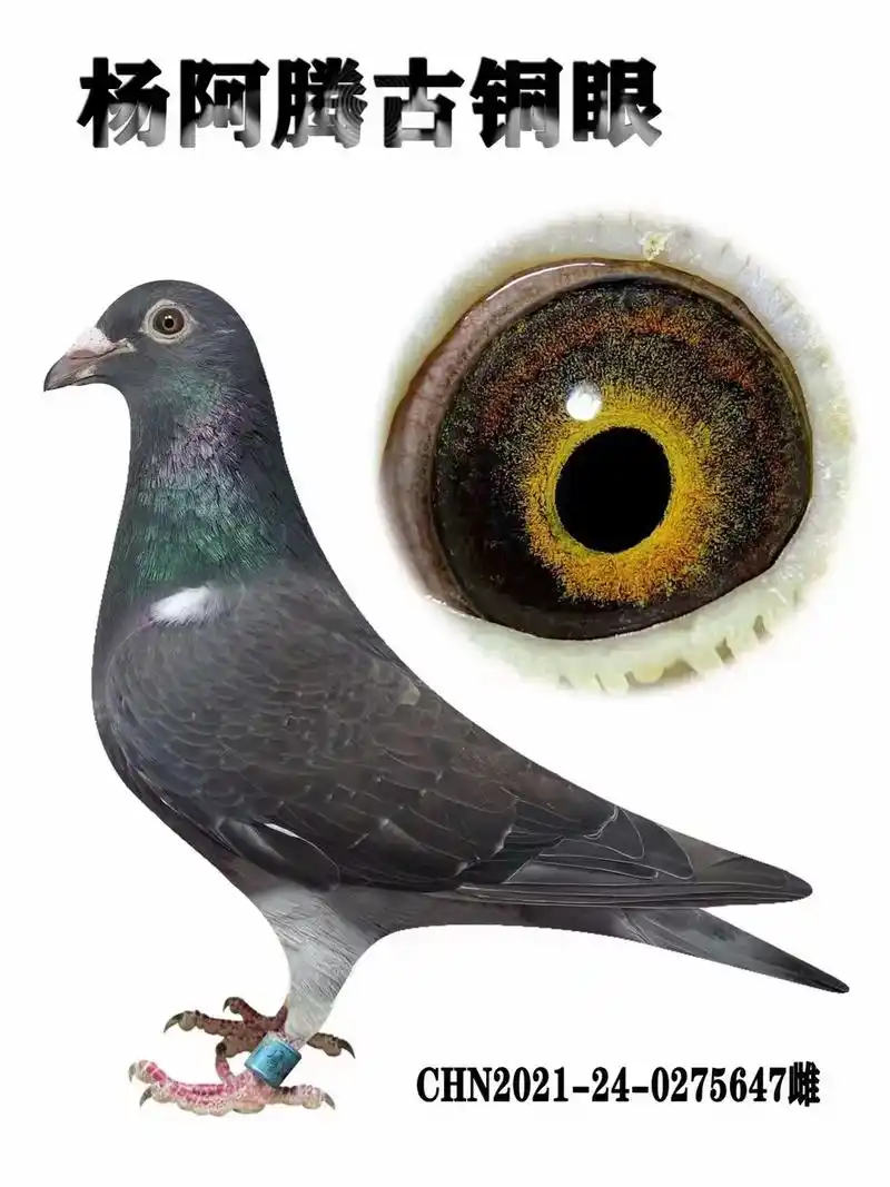 自己的杨阿腾鸽子 - 抖音