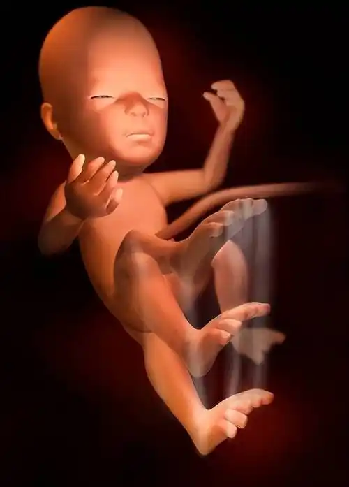 怀孕1-40周,胎儿发育过程彩色3d图!