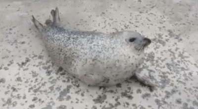 日本最大水族馆小海豹走红推特似下班状态